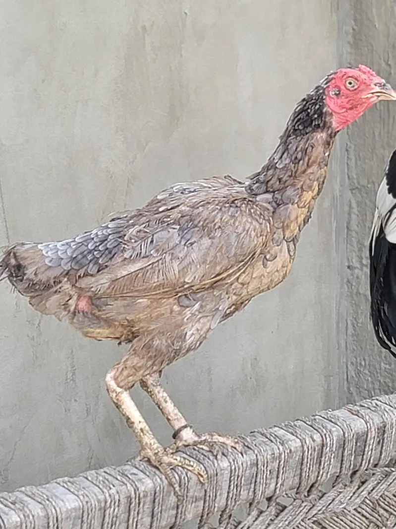 Aseel Murga & Murgi (pair) — photo 2