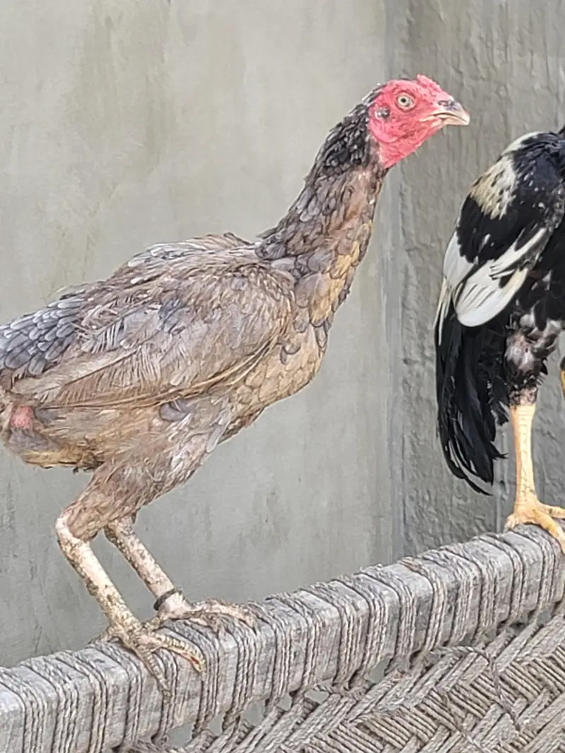 Aseel Murga & Murgi (pair) — photo 5