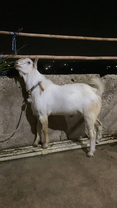 Teddy bakra 03121077207