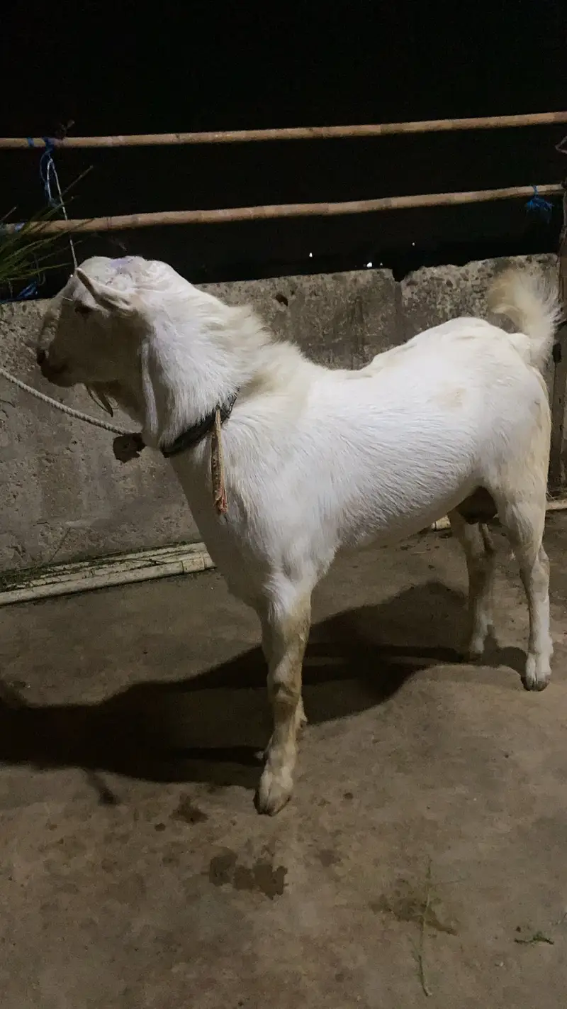 Teddy bakra 03121077207 — photo 3