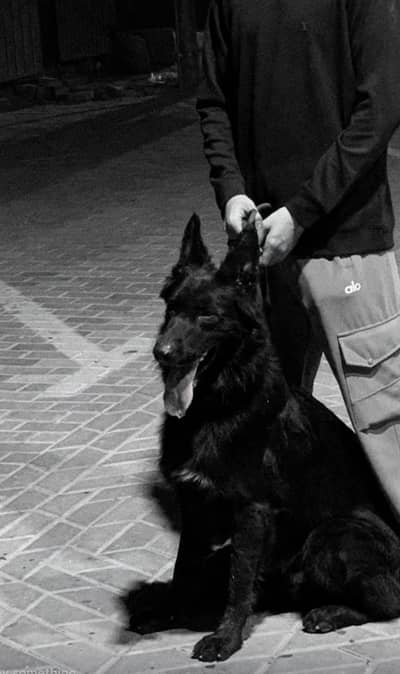 German shepherd male for stud