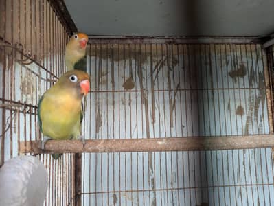 Parblue Breeder Pair