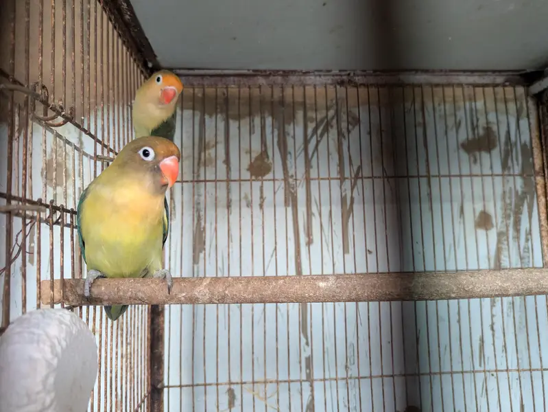 Parblue Breeder Pair — photo 2