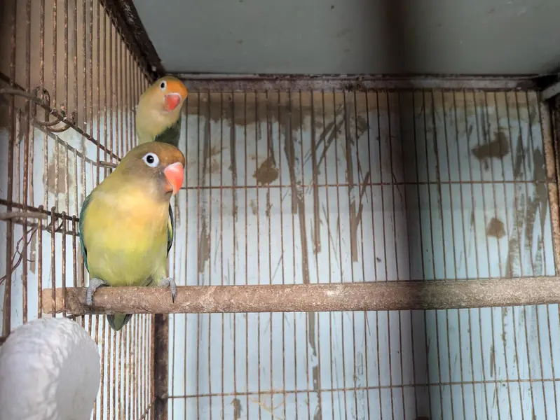 Parblue Breeder Pair — photo 3