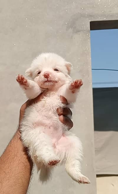 Russian Zero size Pink nose Show class puppy