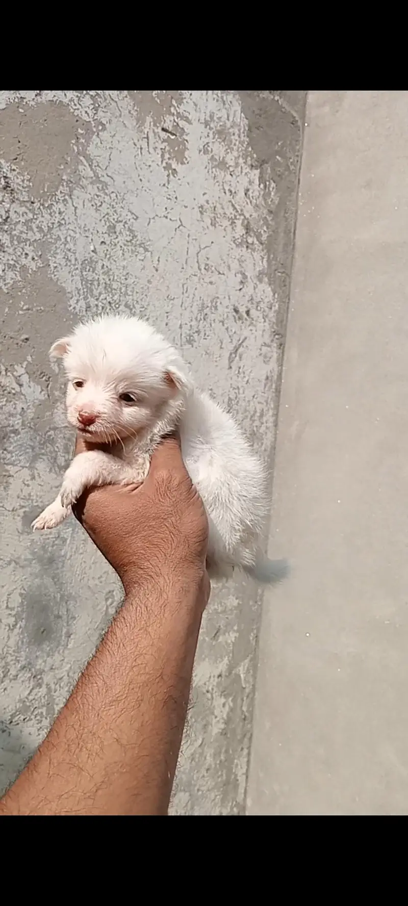 Russian Zero size Pink nose Show class puppy — photo 3