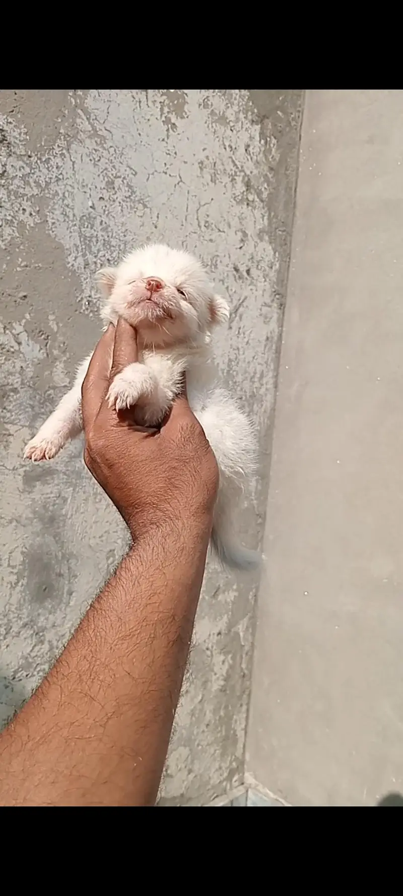 Russian Zero size Pink nose Show class puppy — photo 4