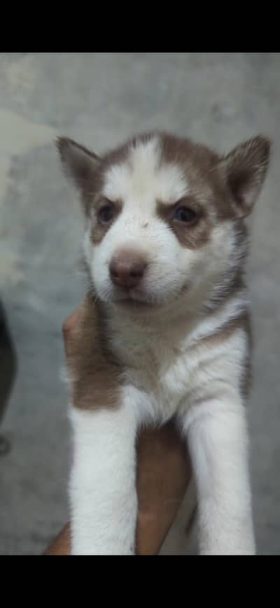 husky