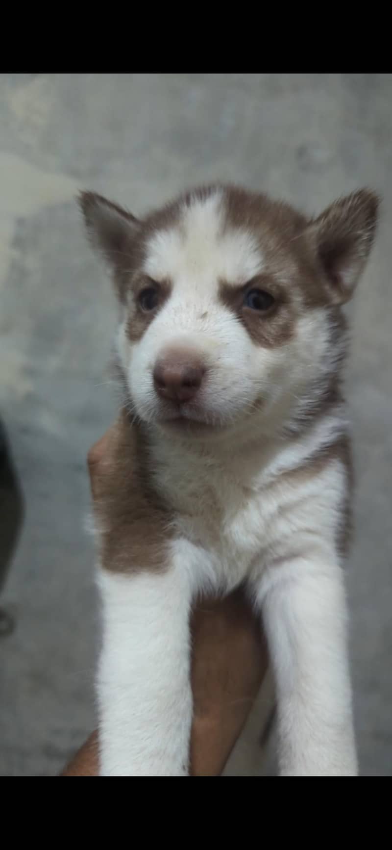 husky 0