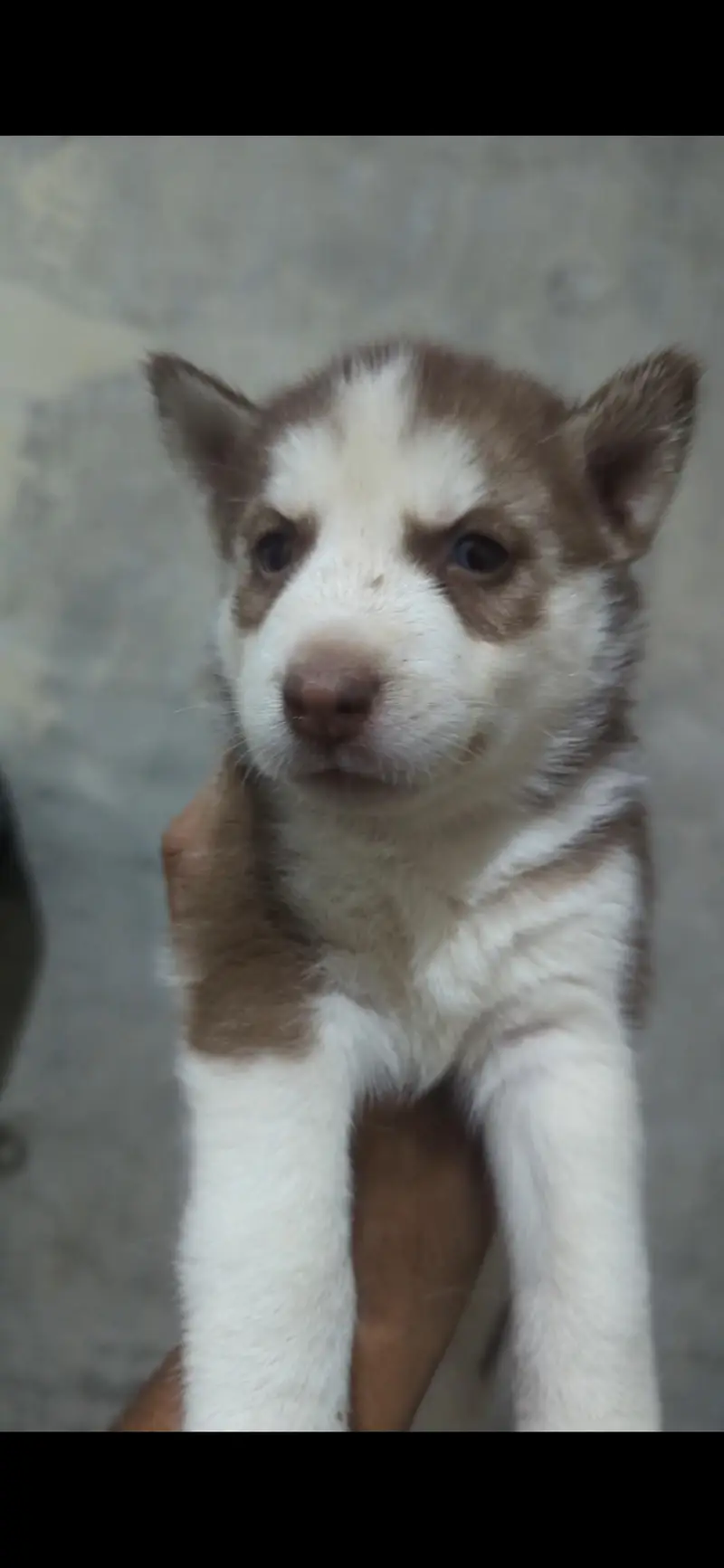 husky