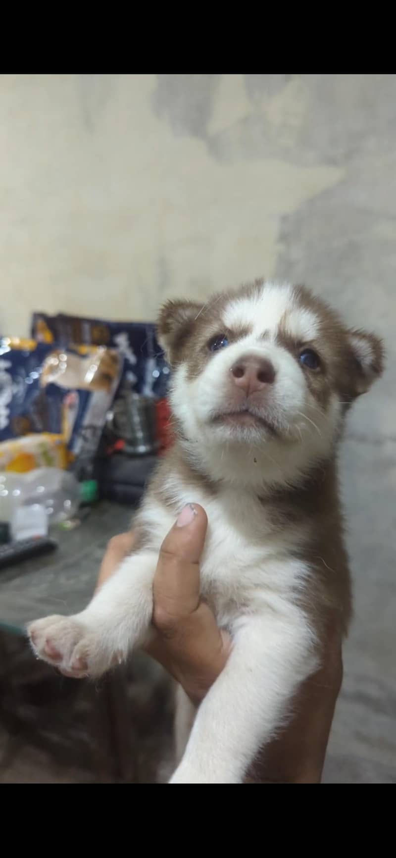 husky 1