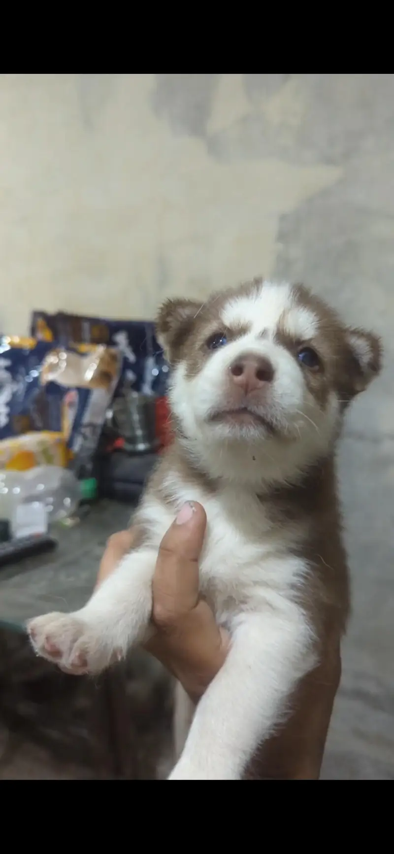 husky — photo 2