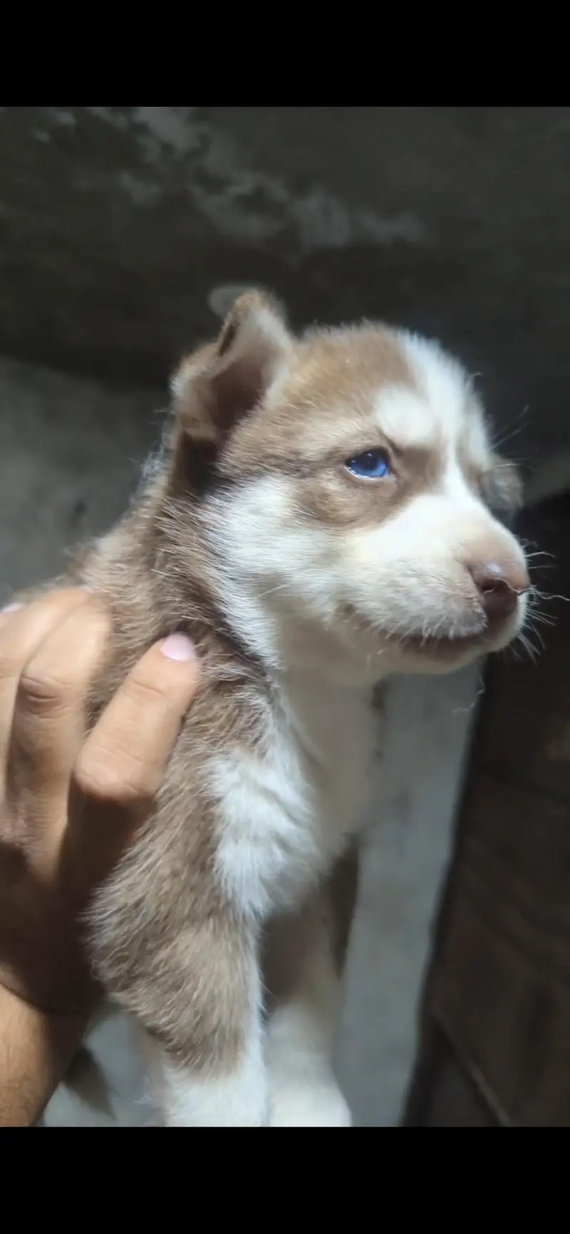 husky — photo 3