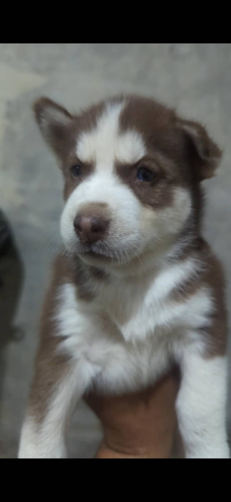 husky 3