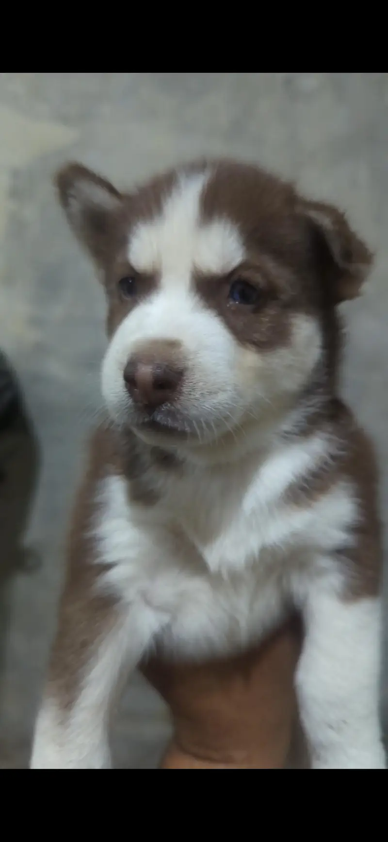 husky — photo 4