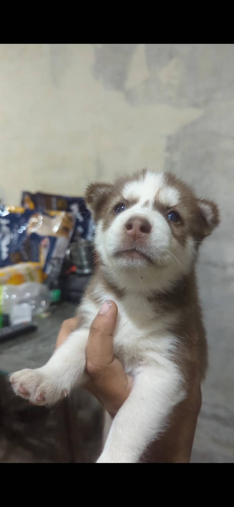 husky 4