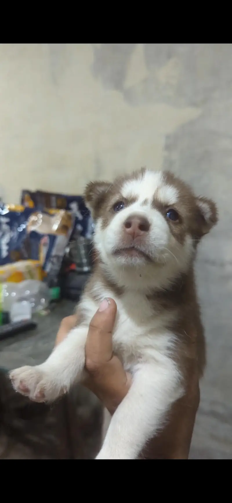 husky — photo 5