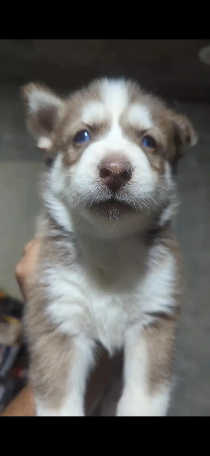 husky — photo 6