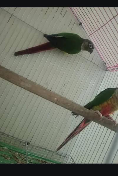 yellow sided conure
