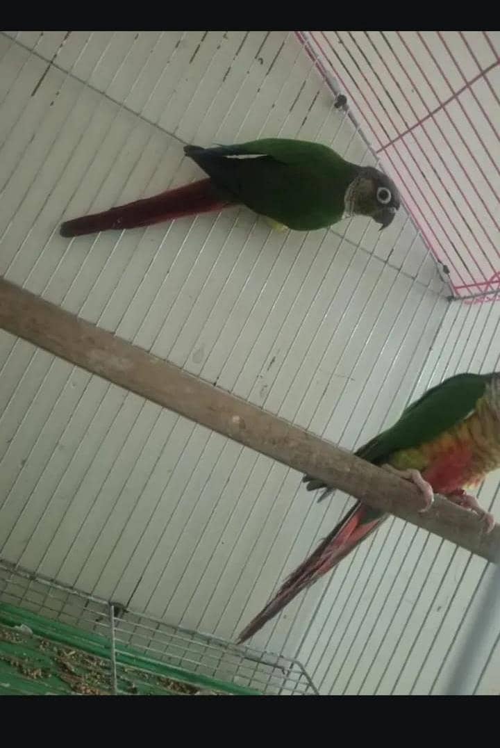 yellow sided conure 0