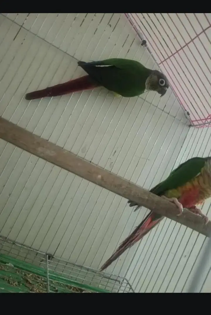 yellow sided conure