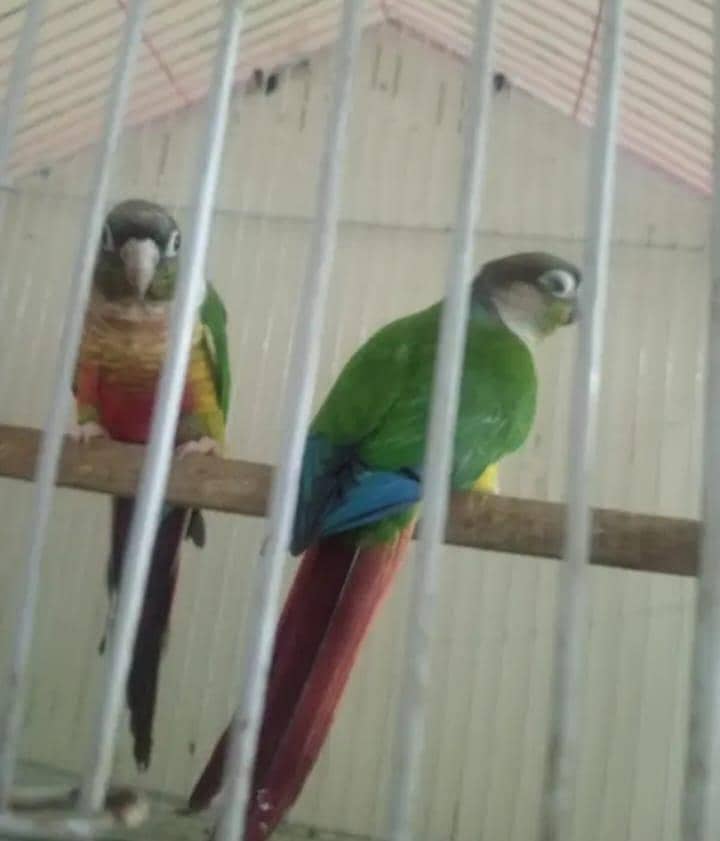 yellow sided conure 1