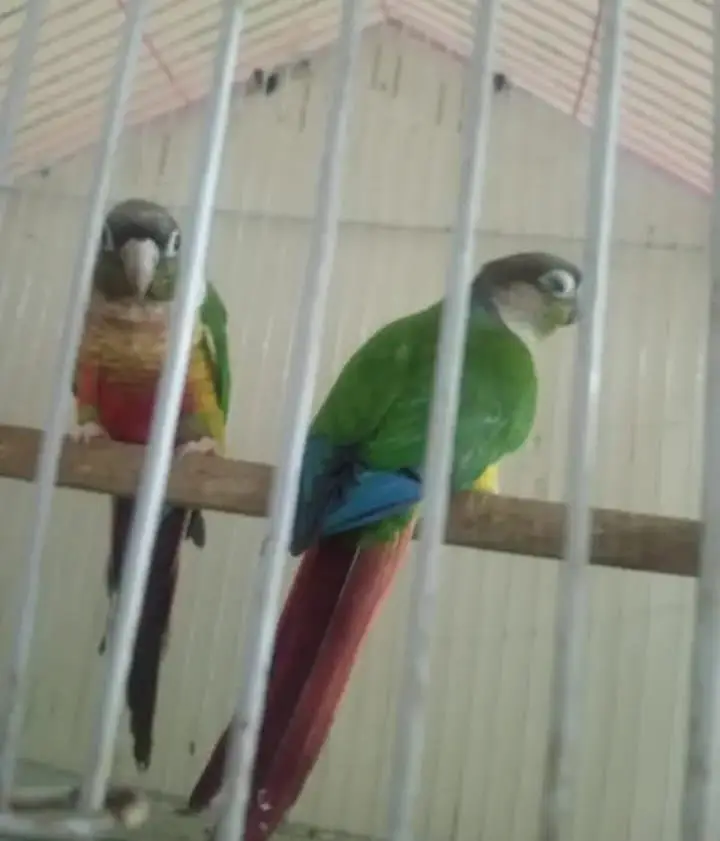 yellow sided conure — photo 2