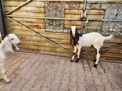 bakray for sale for qurbani lot