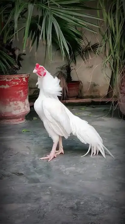 Pure Heera Aseel Breeder