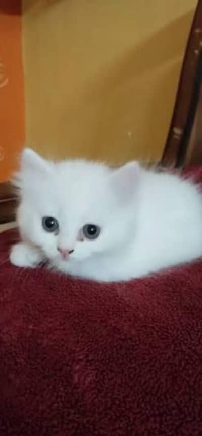 Persian Kitten for sale