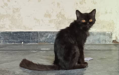Black, Brown Persian semi Punch face available for sale