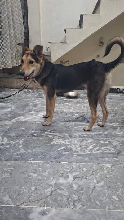 8 months German Shepherd Male dog