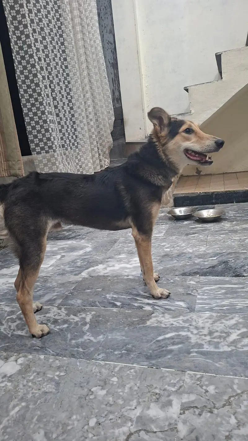 8 months German Shepherd Male dog — photo 3