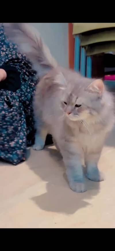 Persian male cat
