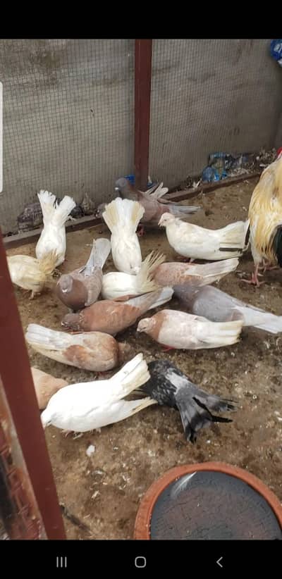 These pigeons are friendly, attractive,heathy.