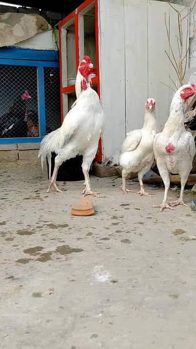 Pure Blood line health, Active  females also available