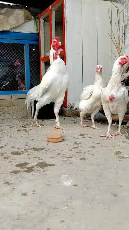 Pure Blood line health, Active  females also available