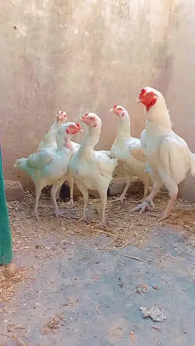 Pure Blood line health, Active  females also available — photo 2