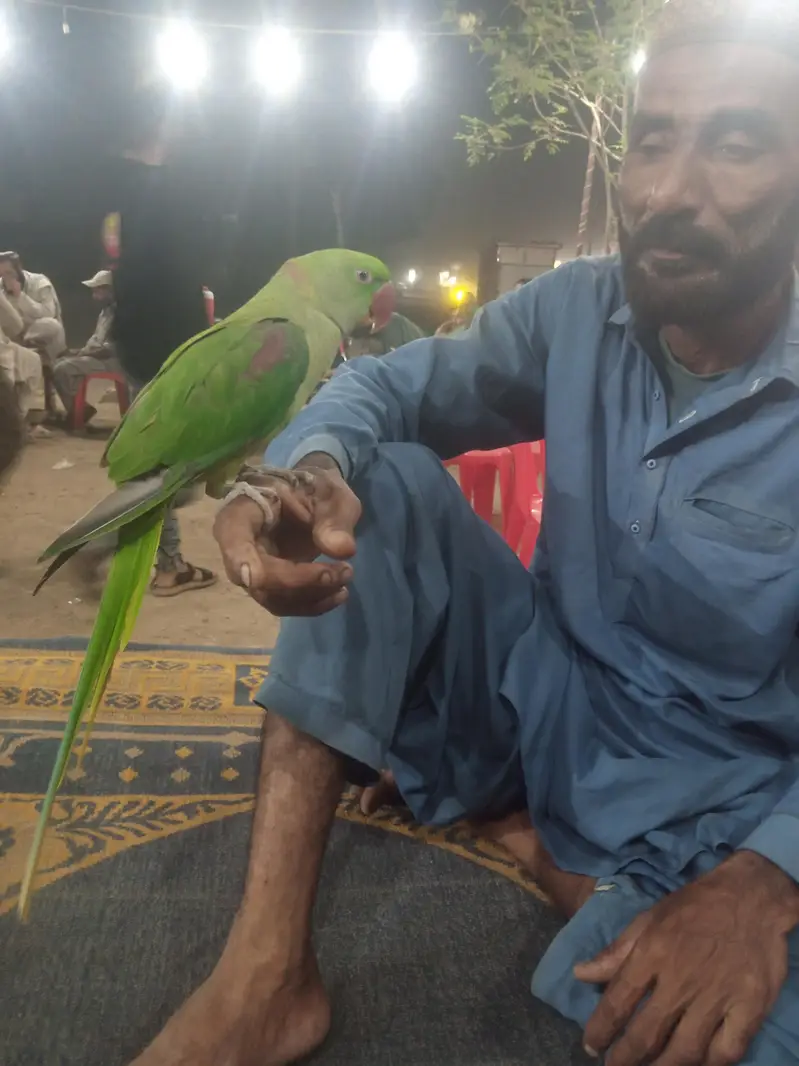 PAHARI KA PATTHA HE FULL HANDTOME HE BAAT KARNA START HOGAYA HE