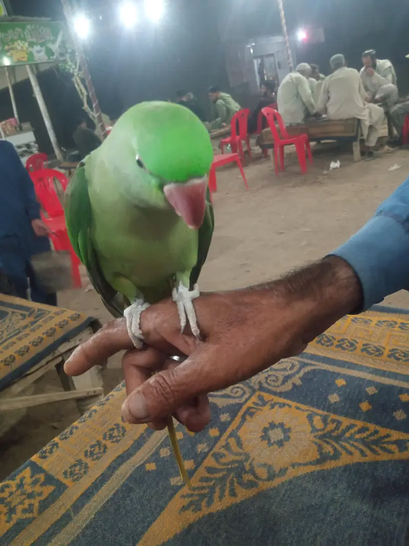 PAHARI KA PATTHA HE FULL HANDTOME HE BAAT KARNA START HOGAYA HE — photo 2