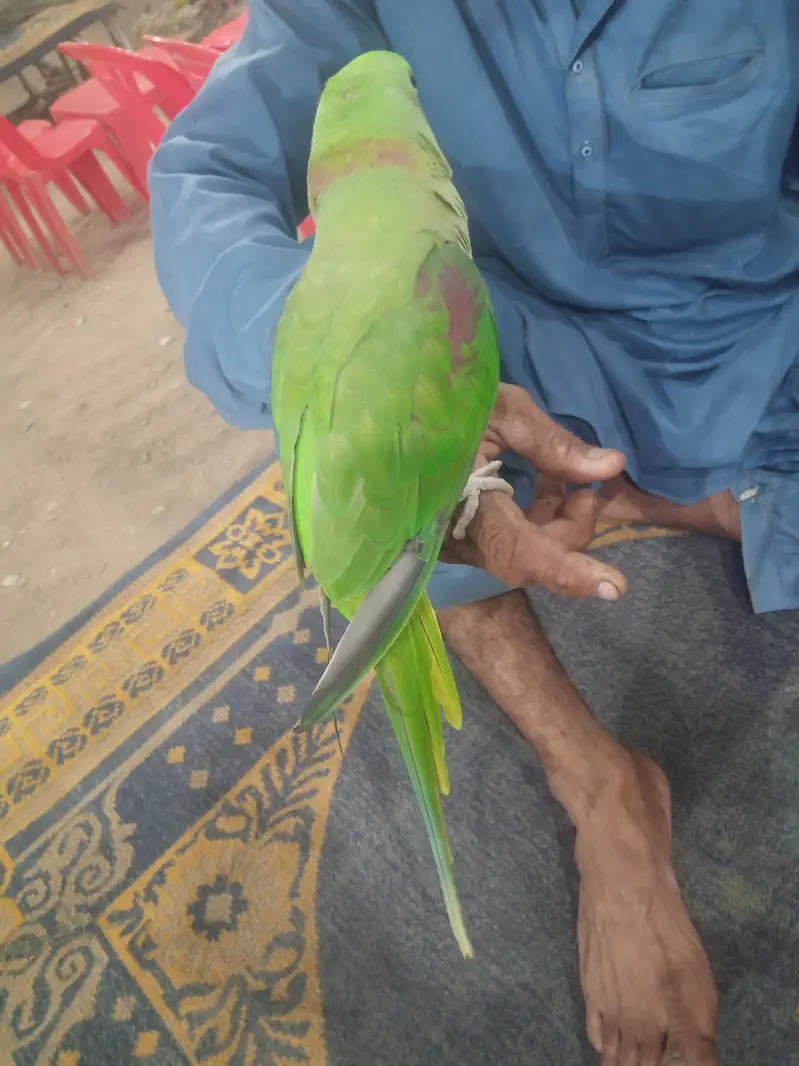 PAHARI KA PATTHA HE FULL HANDTOME HE BAAT KARNA START HOGAYA HE — photo 3