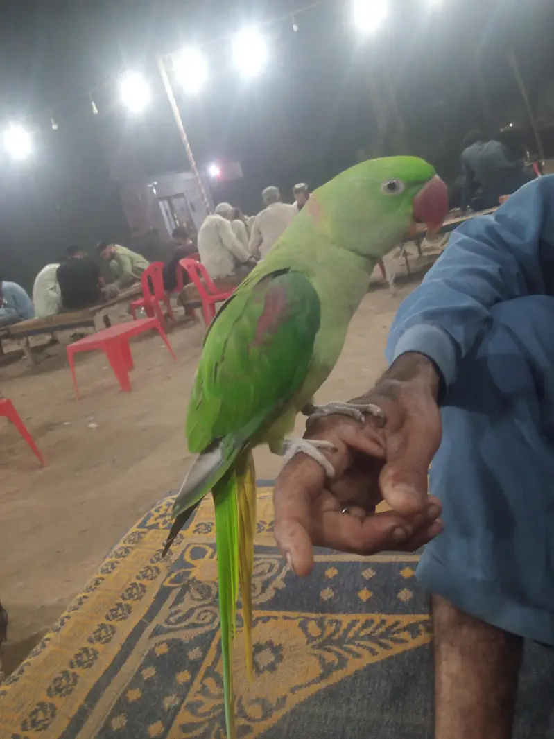 PAHARI KA PATTHA HE FULL HANDTOME HE BAAT KARNA START HOGAYA HE — photo 4
