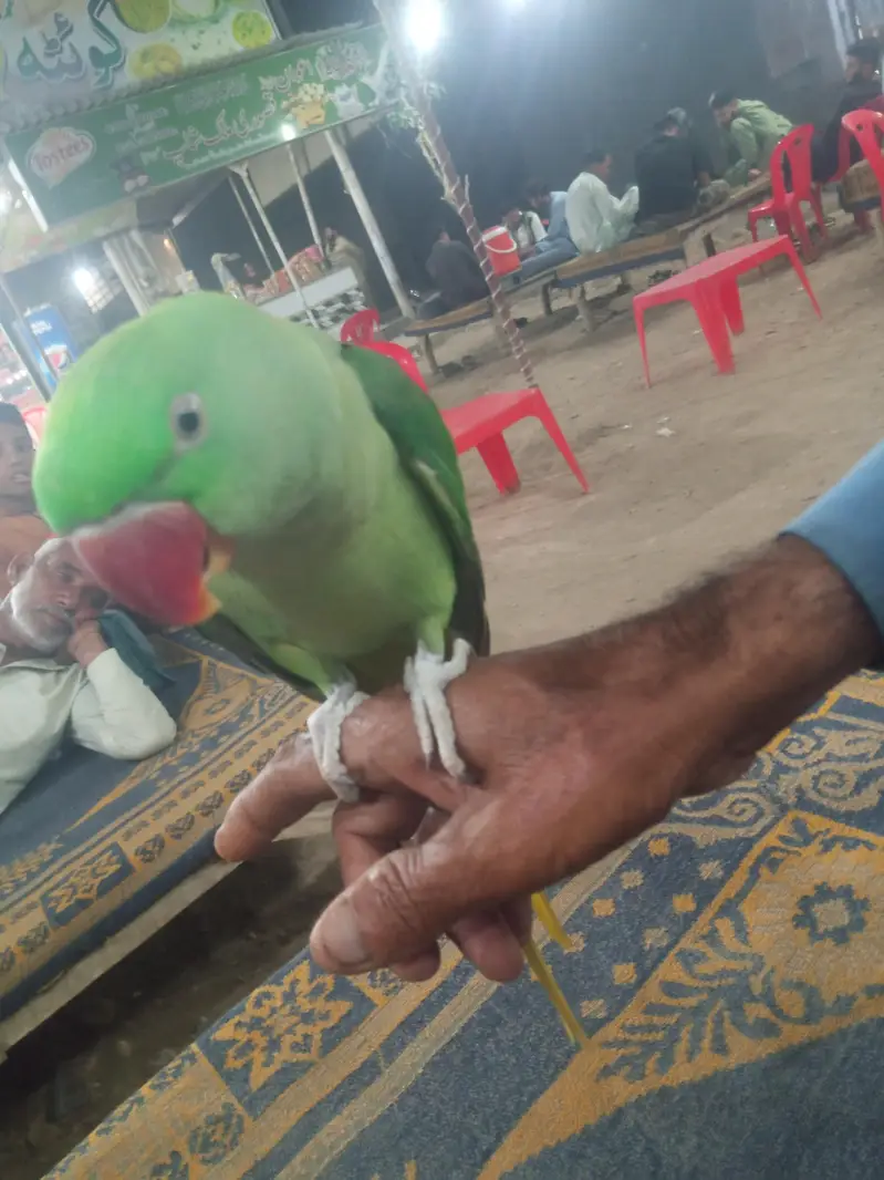 PAHARI KA PATTHA HE FULL HANDTOME HE BAAT KARNA START HOGAYA HE — photo 6