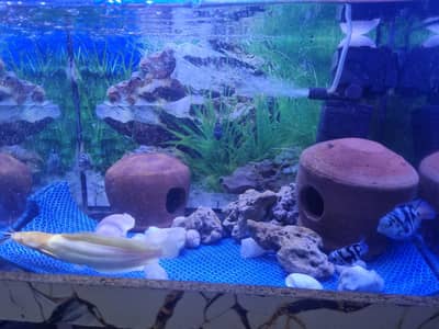 cat and polore fish