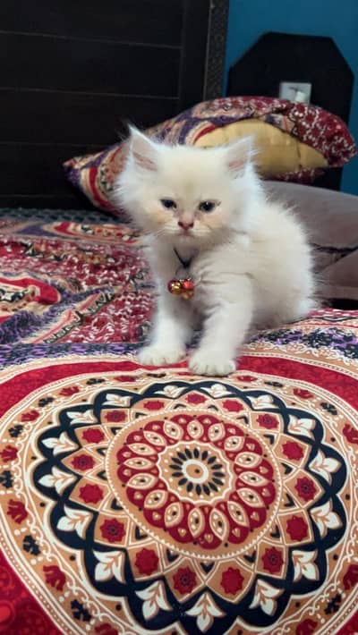 Pure Persian Kitten for Sale – 2 Months Old