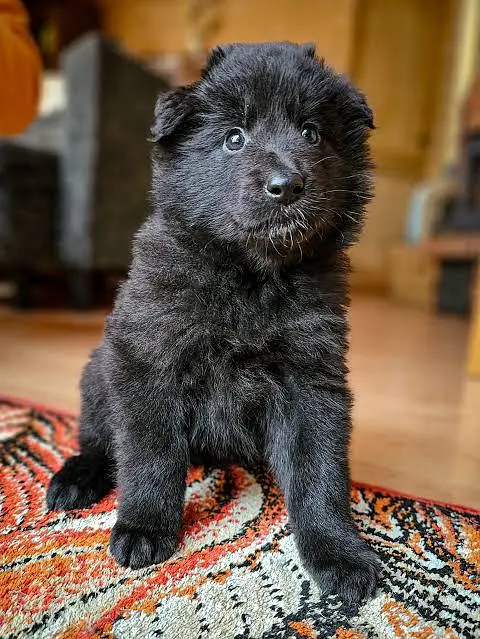 Belgium shepherd puppies