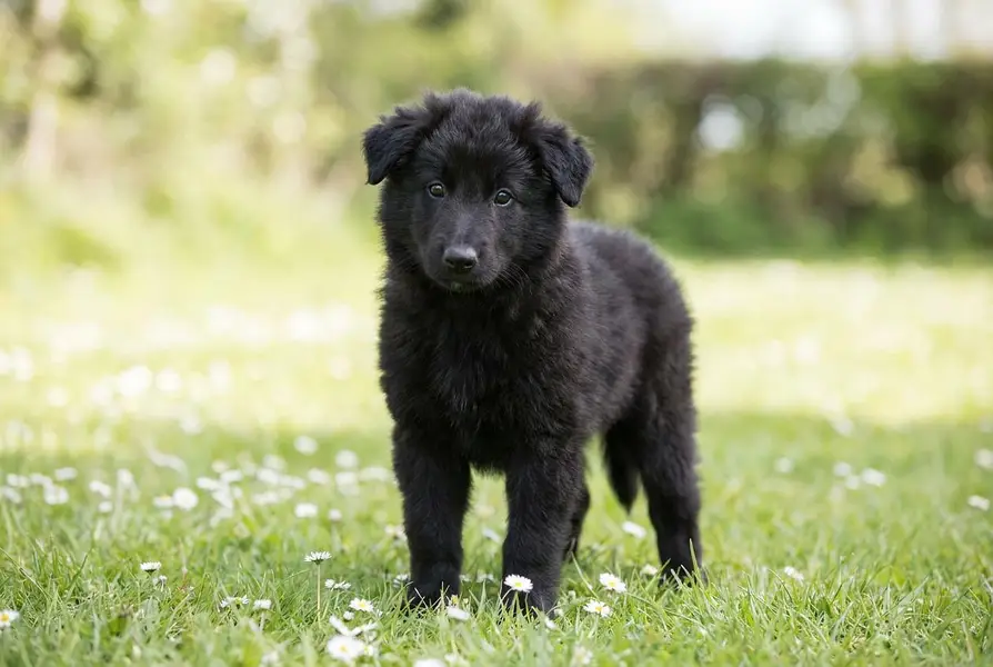Belgium shepherd puppies — photo 2