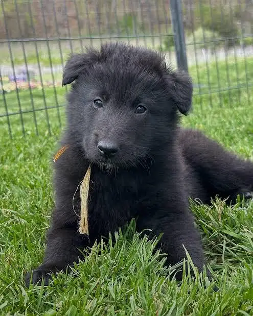 Belgium shepherd puppies — photo 3
