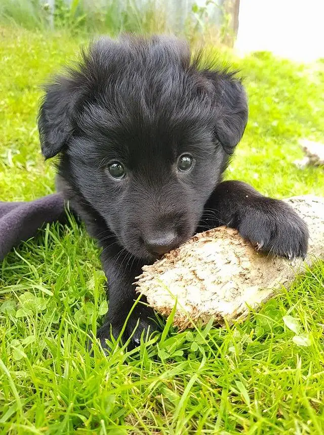 Belgium shepherd puppies — photo 4