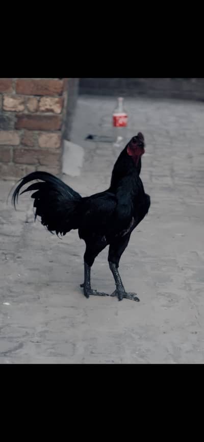 Aseel dragon 1 chick 40 days old pure black dragon.
